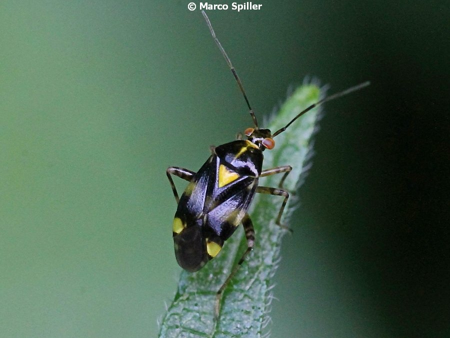 Liocoris tripustulatus - adulto e ninfa